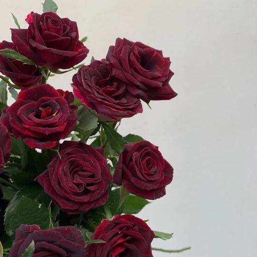 紫罗兰多头玫瑰图片图片