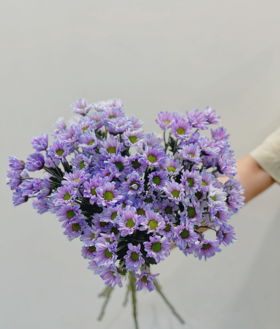 【周四团购】进口小菊一把59.8元 2人拼团