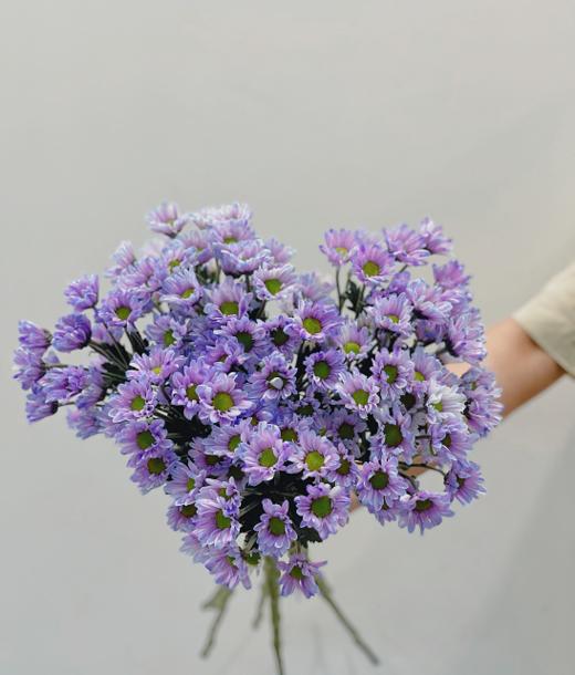 【周四团购】进口小菊一把59.8元 2人拼团 商品图0