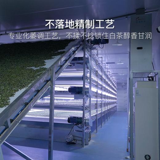 【顺茗道x茗家私享】 2017年私享·白牡丹-300g（买一件送一饼） 商品图3