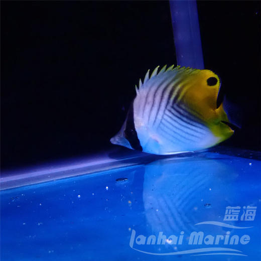 人字蝶 商品图1