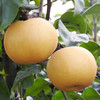 [年后发货]【山东丰水梨】果肉细嫩，入口无渣，水分还很足，清甜的汁水荡入喉中，像喝水一样！ 商品缩略图4