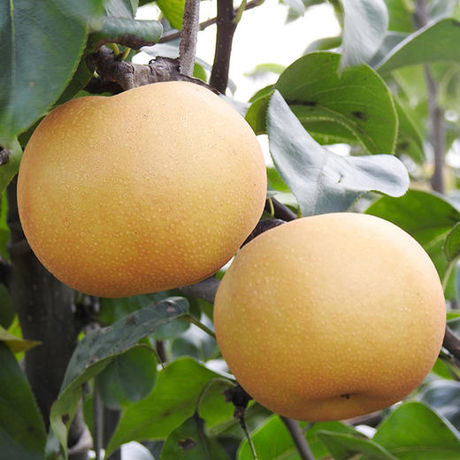 [年后发货]【山东丰水梨】果肉细嫩，入口无渣，水分还很足，清甜的汁水荡入喉中，像喝水一样！ 商品图4