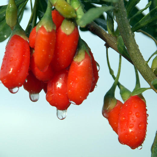 【食品酒水】* 宁夏中宁枸杞 无染色无硫 原色中粒枸杞 商品图2