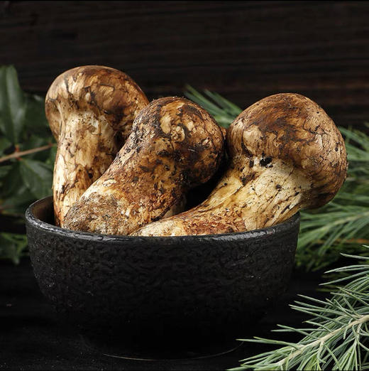 云南香格里拉·野生松茸 商品图0