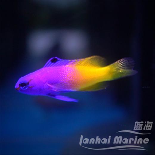 美国鬼王 商品图4