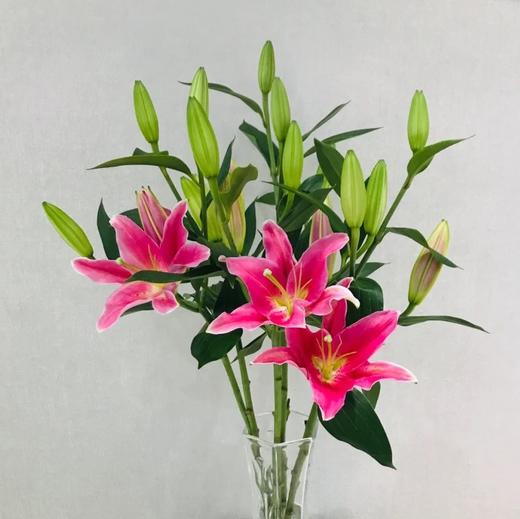 2bh百合西诺红单头10枝扎