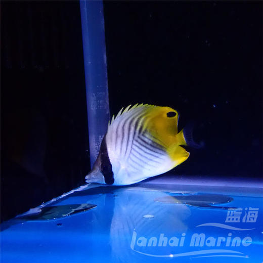 人字蝶 商品图5