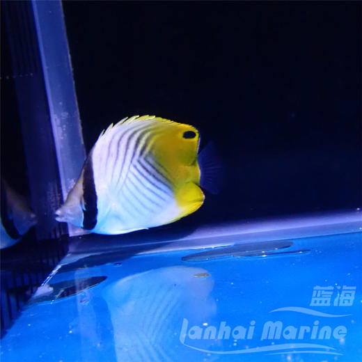 人字蝶 商品图3