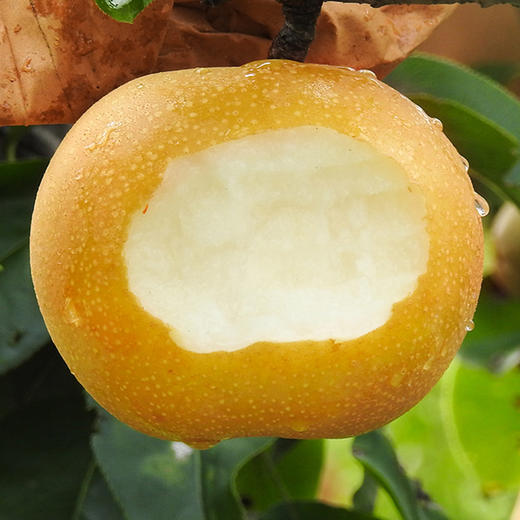 [年后发货]【山东丰水梨】果肉细嫩，入口无渣，水分还很足，清甜的汁水荡入喉中，像喝水一样！ 商品图2