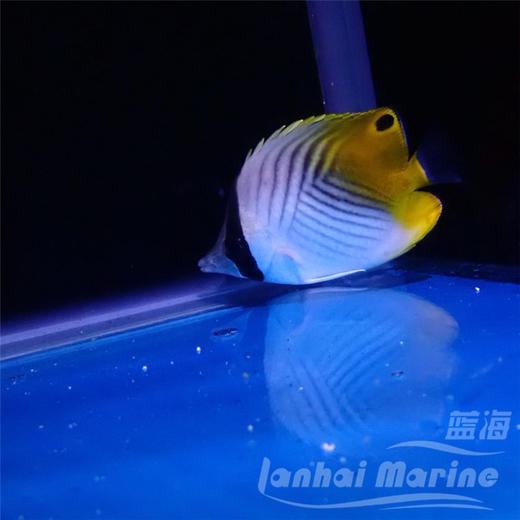 人字蝶 商品图2