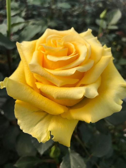 月光漫步黄玫 商品图1