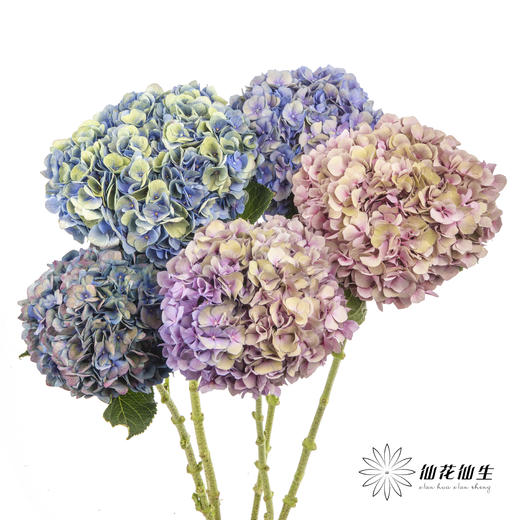 绣球 | 马卡龙混色 商品图1