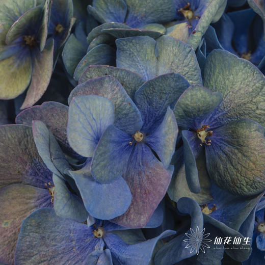 绣球 | 马卡龙混色 商品图7