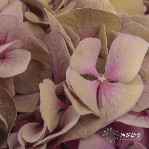 绣球 | 马卡龙混色 商品图10