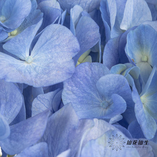 绣球 | 大海蓝 商品图3