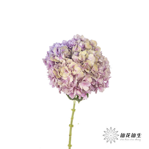 绣球 | 马卡龙混色 商品图4