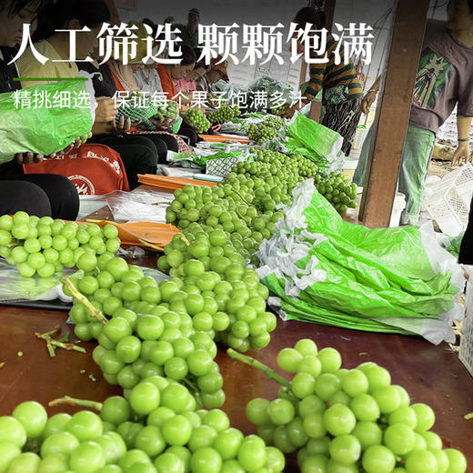 【葡萄之王】广东阳光玫瑰葡萄（5斤） 商品图1