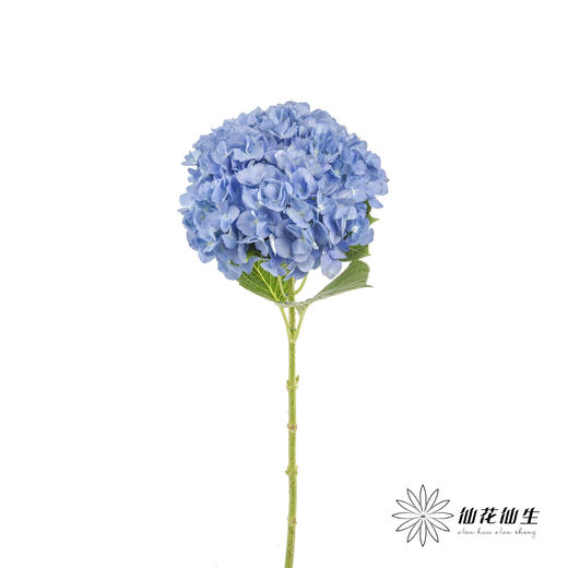 绣球 | 大海蓝 商品图2