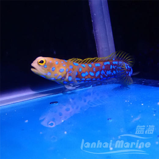 墨西哥蓝点虾虎 商品图1