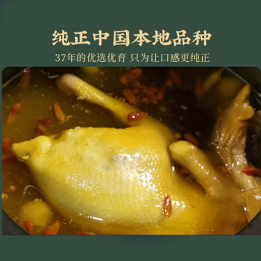 山中鲜有机老母鸡2只（无内脏） 商品图3