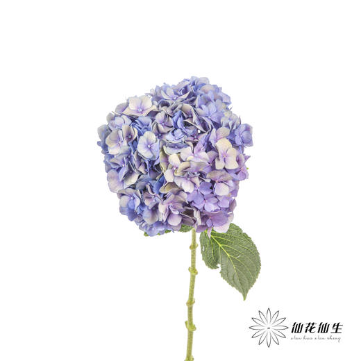 绣球 | 马卡龙混色 商品图5