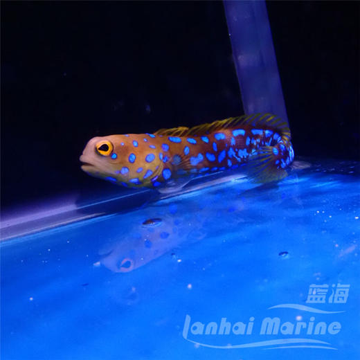 墨西哥蓝点虾虎 商品图4