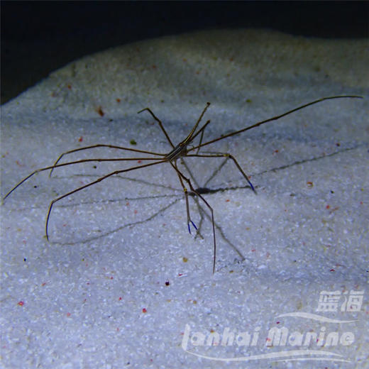 美国蜘蛛蟹/箭蟹 商品图1