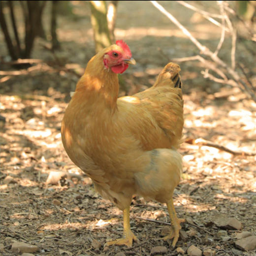 山中鲜有机老母鸡2只（无内脏） 商品图4