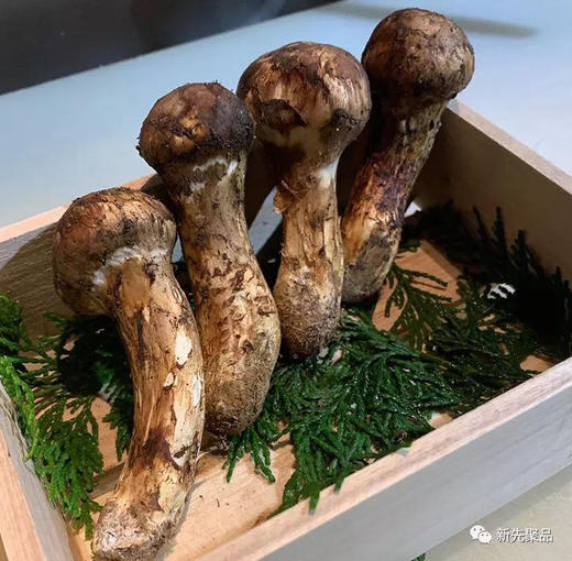 醉肥美季|应季菌王大松茸新鲜上市！稻城4000+米高原野生！神级珍馐肥嫩香滑超好吃！ 商品图2