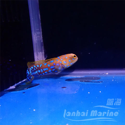 墨西哥蓝点虾虎 商品图5