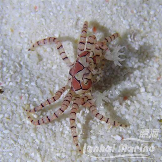 拳击蟹 商品图4