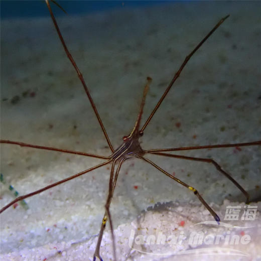 美国蜘蛛蟹/箭蟹 商品图6