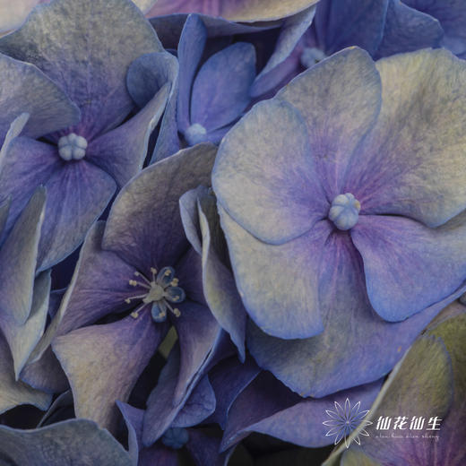 绣球 | 马卡龙混色 商品图9