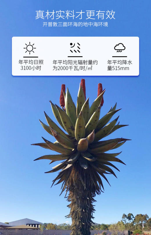 【天然芦荟胶】🇿🇦来自南非好望角 修复因子高普通芦荟20倍 ！—支多用途75ml/支 商品图1