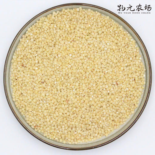 *【有机高粱米】当季新米粗粮 白高梁米  酿酒 真空|350g实惠装 商品图2