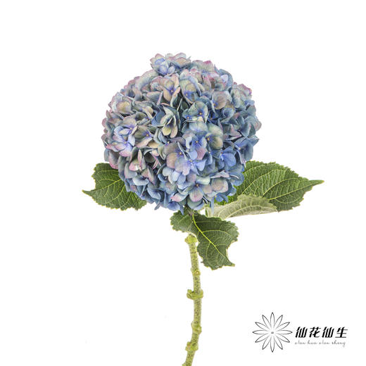 绣球 | 马卡龙混色 商品图6