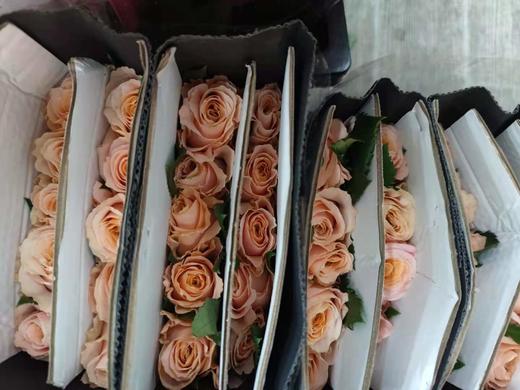 【昆明玫瑰】国产微光，20支/扎 A级 商品图10