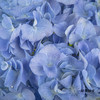绣球 | 大海蓝 商品缩略图1