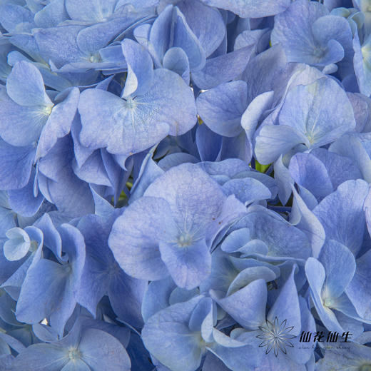 绣球 | 大海蓝 商品图1