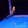 墨西哥蓝点虾虎 商品缩略图3