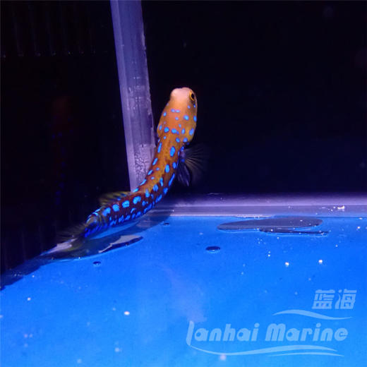 墨西哥蓝点虾虎 商品图3