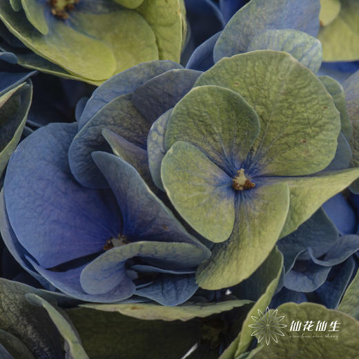 绣球 | 马卡龙混色 商品图11