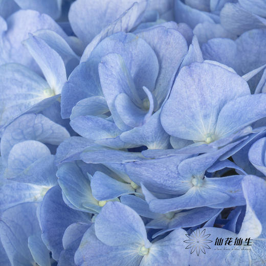 绣球 | 大海蓝 商品图5