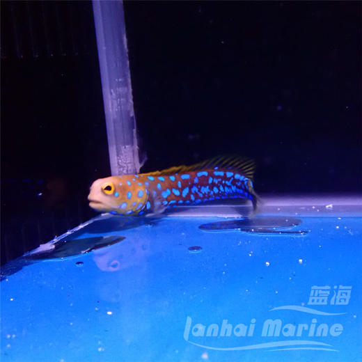 墨西哥蓝点虾虎 商品图6