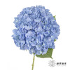 绣球 | 大海蓝 商品缩略图4