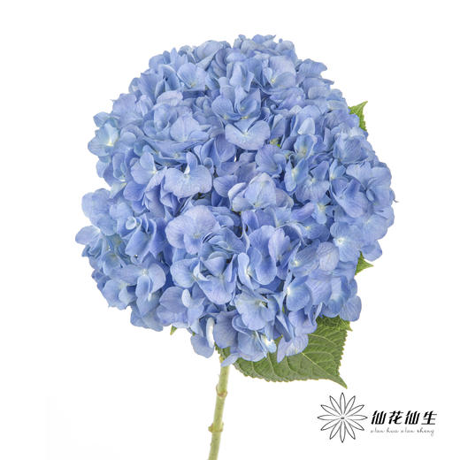 绣球 | 大海蓝 商品图4