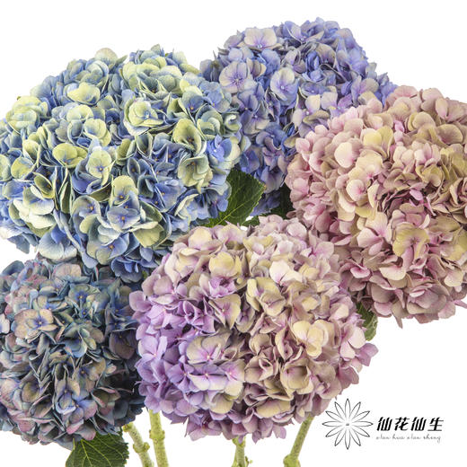 绣球 | 马卡龙混色 商品图0