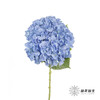 绣球 | 大海蓝 商品缩略图0