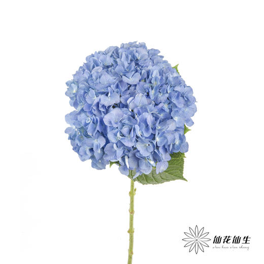 绣球 | 大海蓝 商品图0